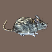 Packrat Aka, Woodrat Premium Hoodie | Teevron