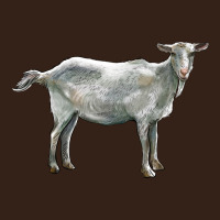 Saanen Goat Heavy Core Tee | Teevron