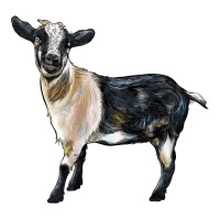 Tennessee Fainting Goat | Teevron