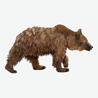 Bear Urban Heavy Tee | Teevron