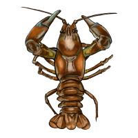 crawfish | Teevron