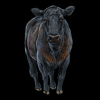 Black Angus Cattle Heavyweight Sweatshirt | Teevron