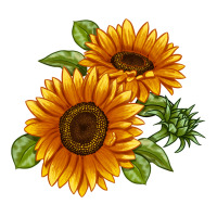 Soraya Sunflower | Teevron
