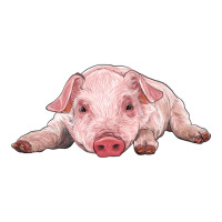 baby pig | Teevron