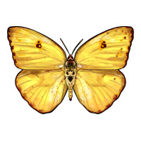 Cloudless Sulphur Butterfly | Teevron
