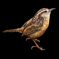 Ccarolina Wren Heavy Core Tee | Teevron