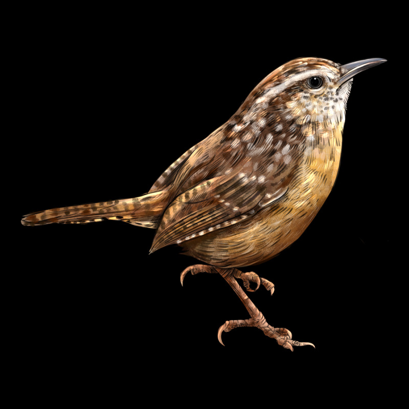 Ccarolina Wren Heavy Core Tee by LillyAllenDesigns | Teevron