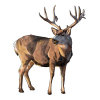 Mule Buck Deer | Teevron