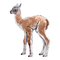 Guanaco Llama Baby | Teevron