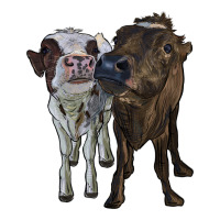 two heifer cows | Teevron