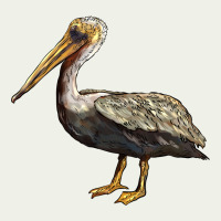 Louisiana State Bird Pelican Urban Heavy Tee | Teevron