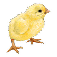 chick | Teevron