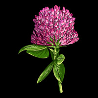 Red Clover Illustrations Heavy Core Tee | Teevron