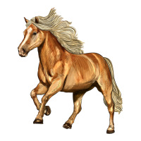 Haflinger Horse | Teevron