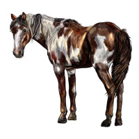 Mustang Horse | Teevron