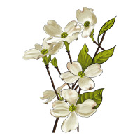 American Dogwood Flower Illustrations | Teevron