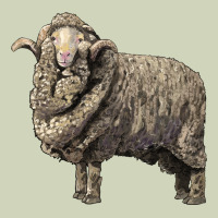 Merino Wool Sheep Heavyweight Hoodie | Teevron