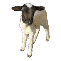 dorper baby sheep | Teevron