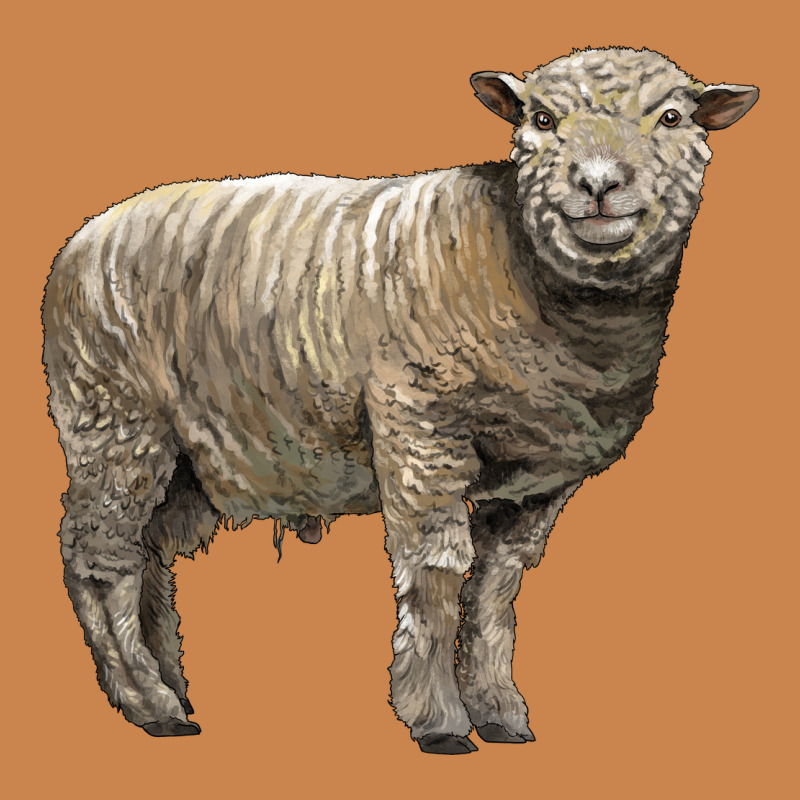 Southdown Sheep Heavyweight Hoodie by LillyAllenDesigns | Teevron
