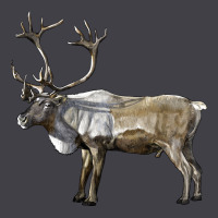 Reindeer Buck Deer Heavyweight Hoodie | Teevron