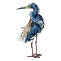 Louisiana Heron | Teevron