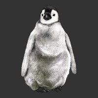baby penguin | Teevron