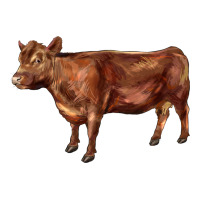 red angus cow | Teevron