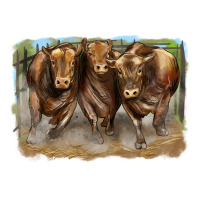 3 red angus bulls | Teevron