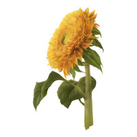 teddy bear sunflower | Teevron