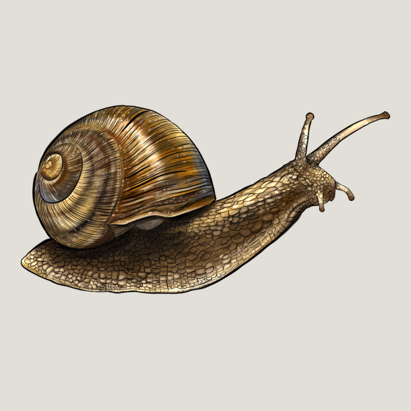 Snail Heavy Core Tee by LillyAllenDesigns | Teevron