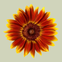 Little Becka Sunflower Heavyweight Hoodie | Teevron
