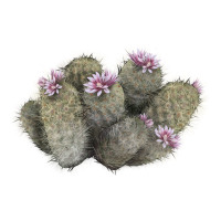 cob beehive cactus | Teevron