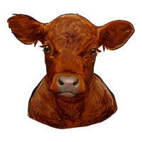 red angus calf | Teevron