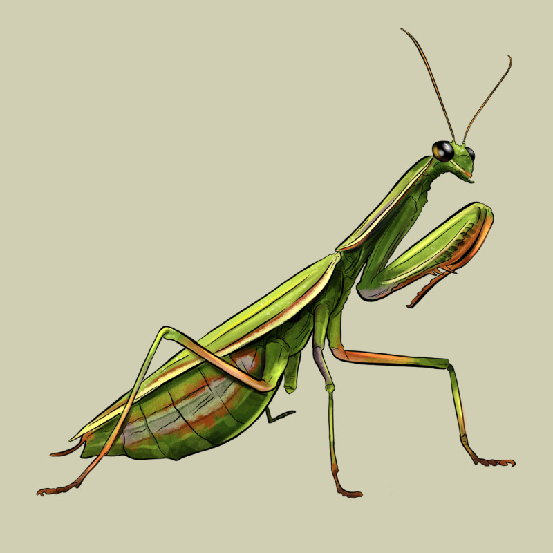 Mantis Heavy Core Tee by LillyAllenDesigns | Teevron