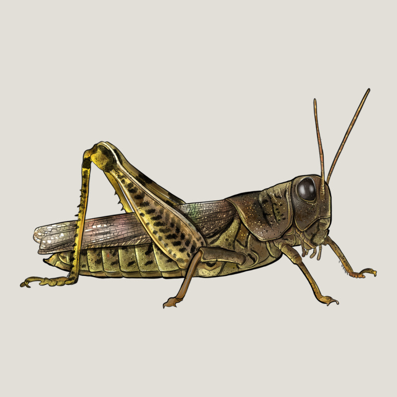 Grasshopper Heavy Core Tee by LillyAllenDesigns | Teevron