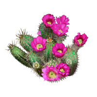 strawberry hedgehog cactus | Teevron