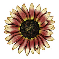 strawberry blonde sunflower | Teevron