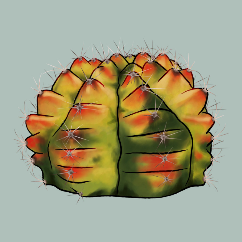 Gymnocalycium Variegated Cactus Heavyweight Hoodie by LillyAllenDesigns | Teevron