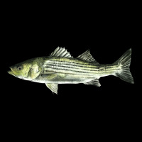 Striped Bass Heavy Core Tee | Teevron