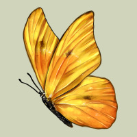 Flying Cloudless Sulphur Butterfly Heavyweight Hoodie | Teevron