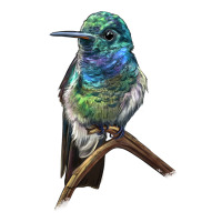 Ruby Throcuted Hummingbird | Teevron