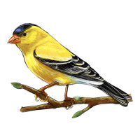 American Goldfinch | Teevron