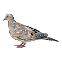 American Dove | Teevron