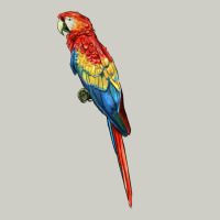 Scarlet Macaw Parrot Heavyweight Hoodie | Teevron