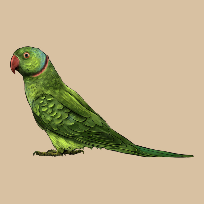 Ring Necked Parakeet Heavyweight Hoodie by LillyAllenDesigns | Teevron