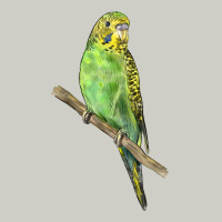Budgeriar Bird Parrot Heavyweight Hoodie | Teevron