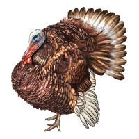 Bourbon Red Turkey | Teevron
