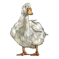 american pekin duck | Teevron