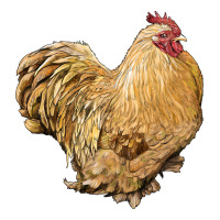 Cochin Rooster Heavyweight Hoodie | Teevron