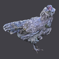 Ameraucana Chicken Heavyweight Hoodie | Teevron